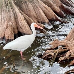 Ibis