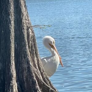 Pelly Pose