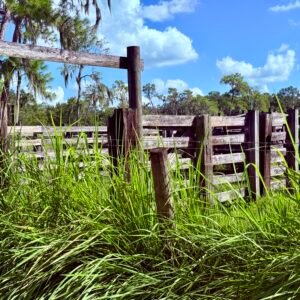 The Fence