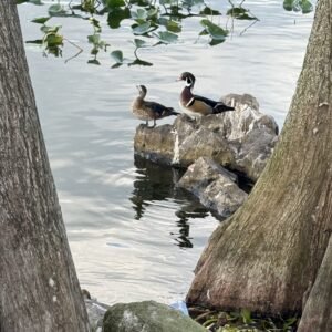 Mallards
