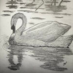 “Swan Shadow”