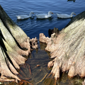 Cypress Swim